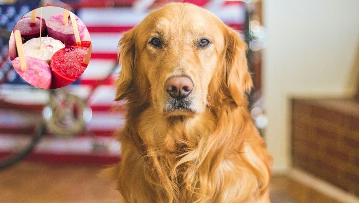 Los alimentos que debe comer tu perro para combatir el calor