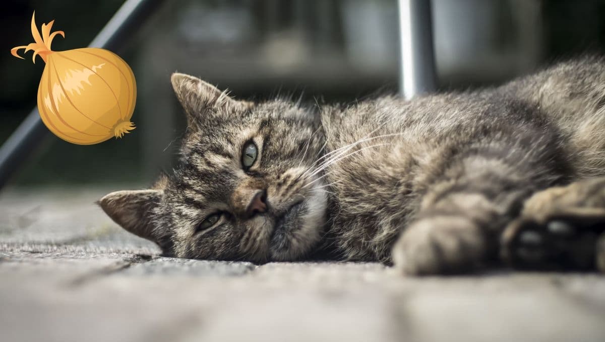 Los alimentos que son veneno para tu gato