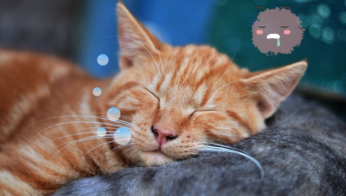 ¿Cómo saber si mi gato duerme más de lo normal?