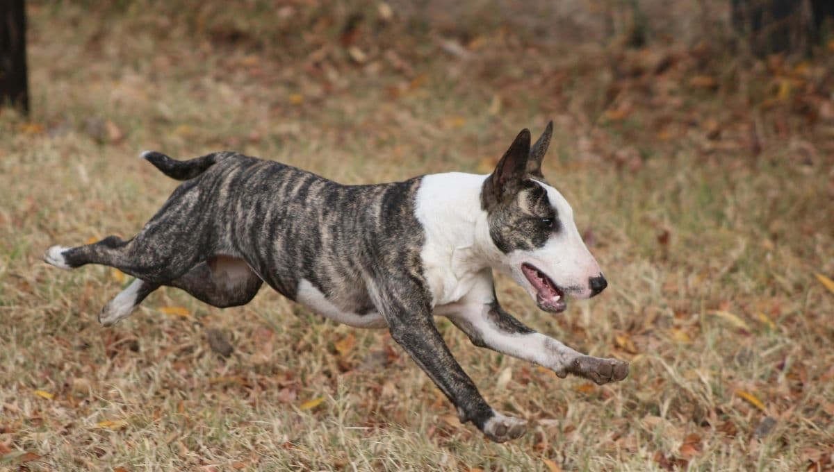 ¿Cuántos kilómetros al día puede correr un perro?