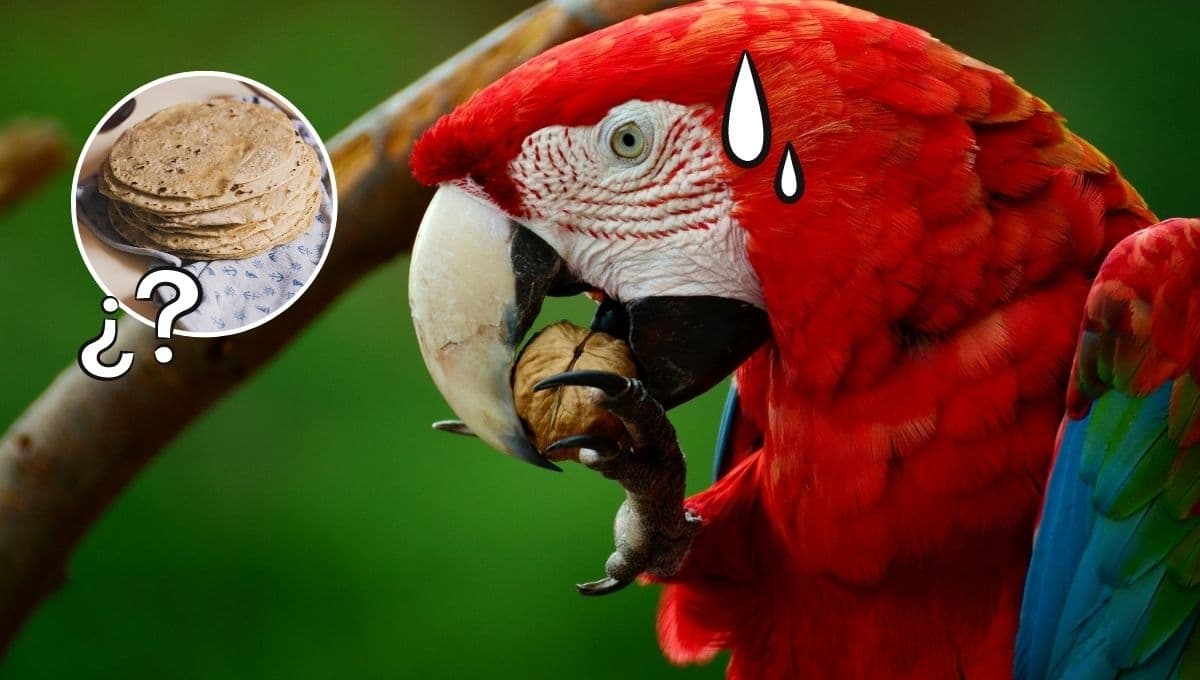 ¿Qué pasa si mi loro come tortilla?