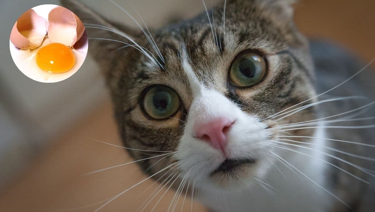 La receta perfecta para que tu gato pueda comer huevo