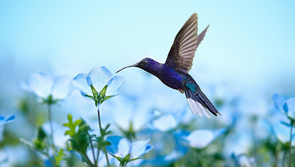 El desconocido significado de ver a un colibrí azul cerca de ti