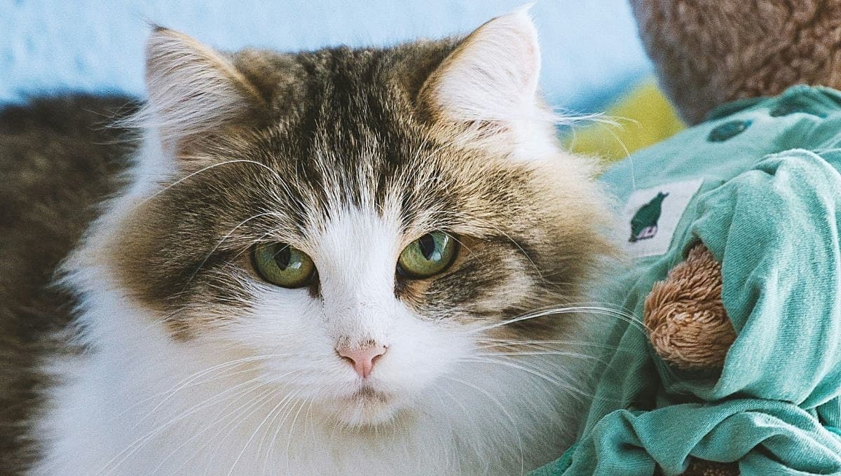 ¿Por qué mi gato se orina en todos lados si ya está esterilizado?