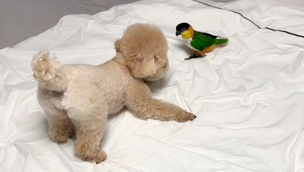 Video de un perro y un loro jugando se vuelve en el más visto de internet