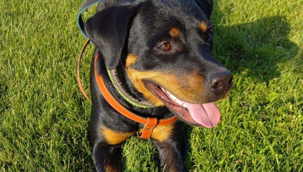 Las mejores razas de perros para cuidar una casa