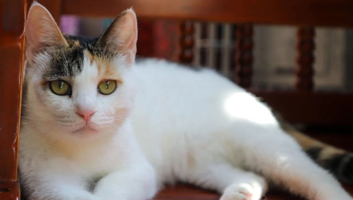 ¿Por qué mi gato no quiere caminar?