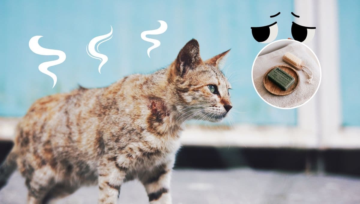 ¿Cómo hacer un jabón para gatos casero? Fácil y seguro