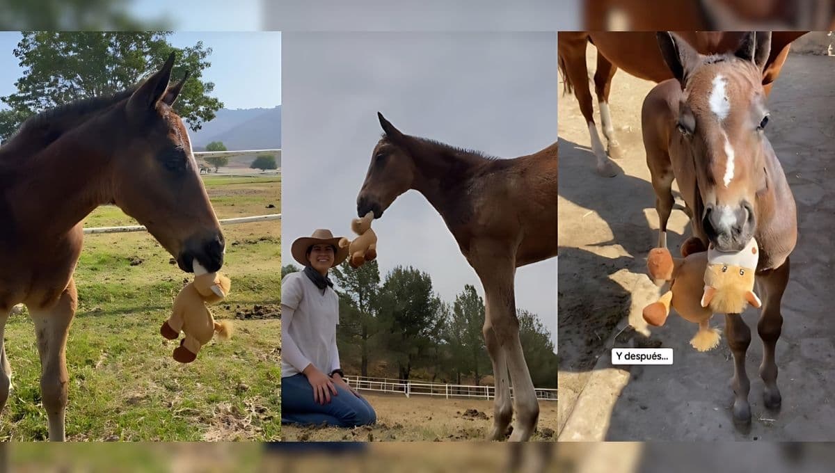 La reacción de un caballo recién nacido al ver un peluche idéntico a él