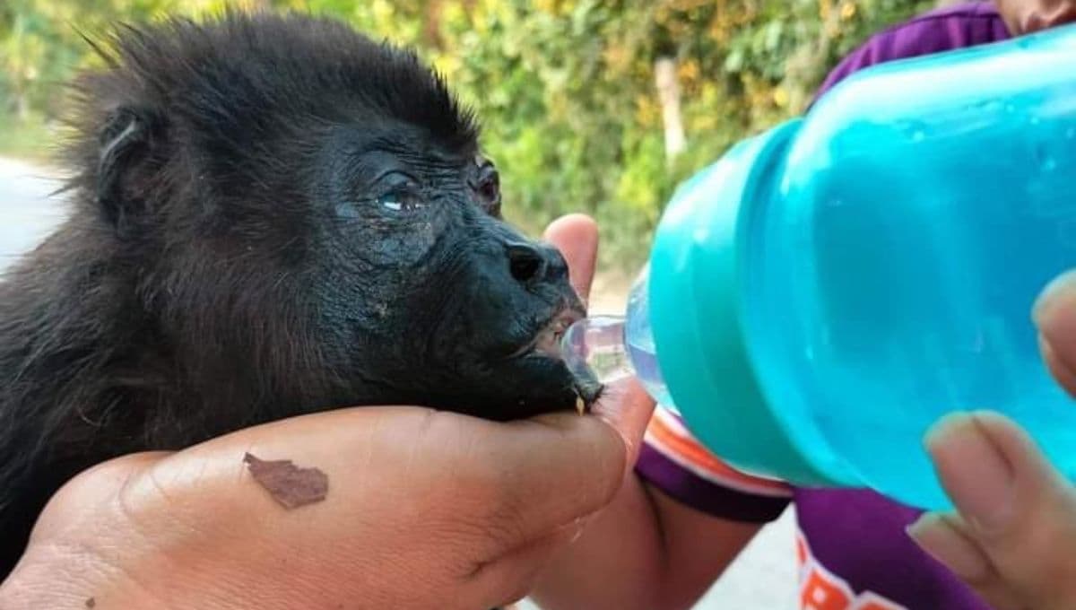 Alerta en Tabasco: Monos están muriendo por la ola de calor y así puedes ayudarlos