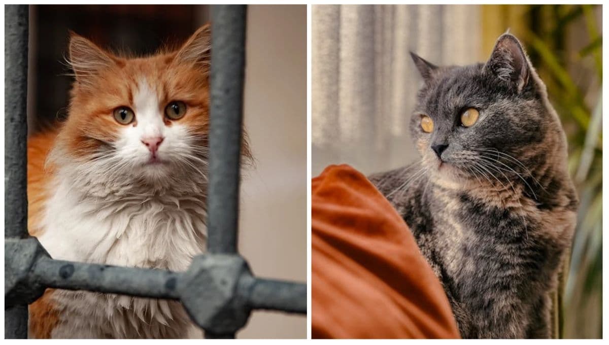 Las razas de gatos más protectoras, según expertos