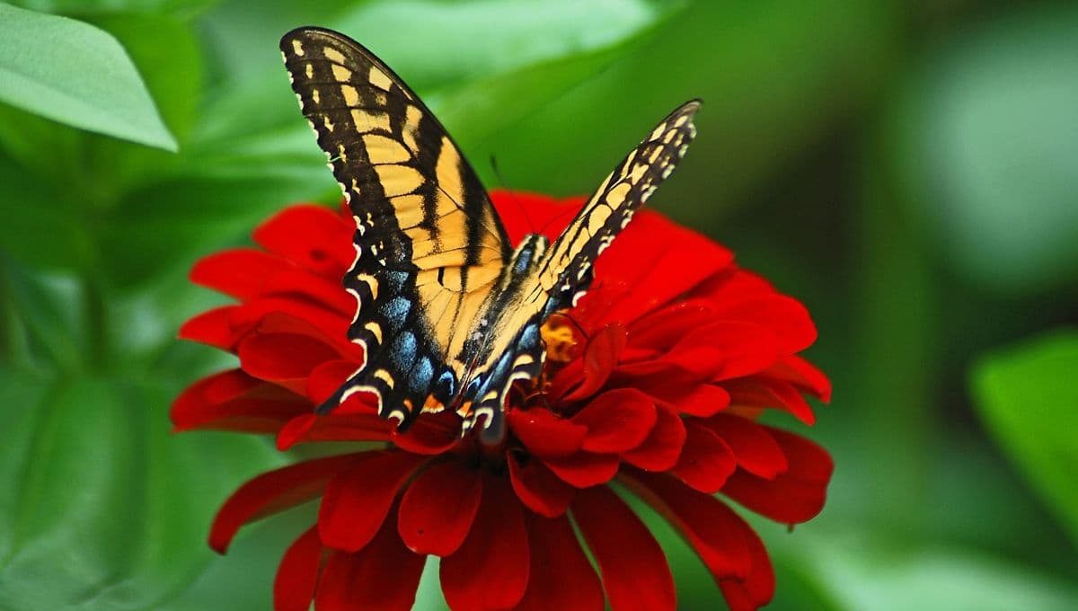 El mágico significado de ver una mariposa amarilla con rayas negras