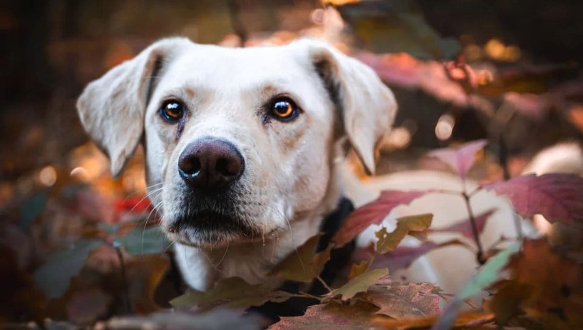 ¿Cómo superar la muerte de tu perro?