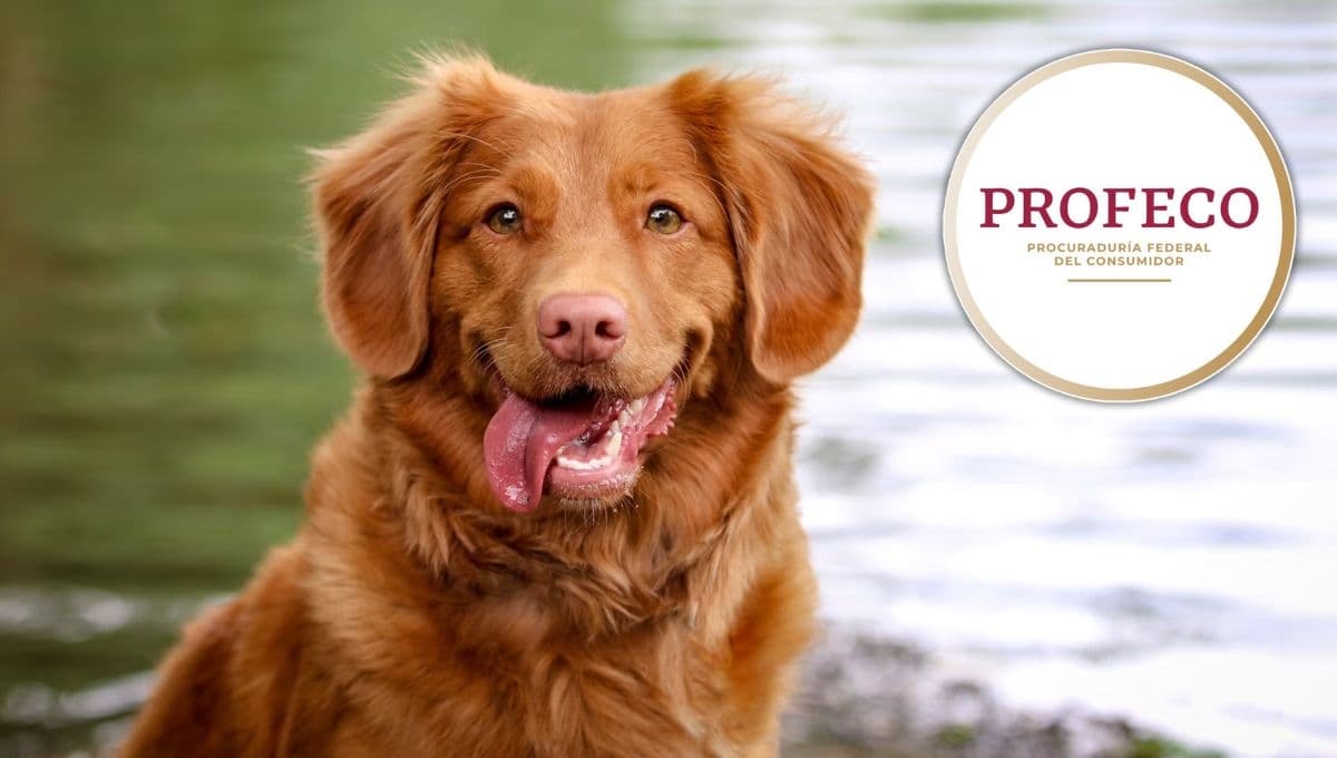 La leche más barata y con proteína para tu perro, según Profeco