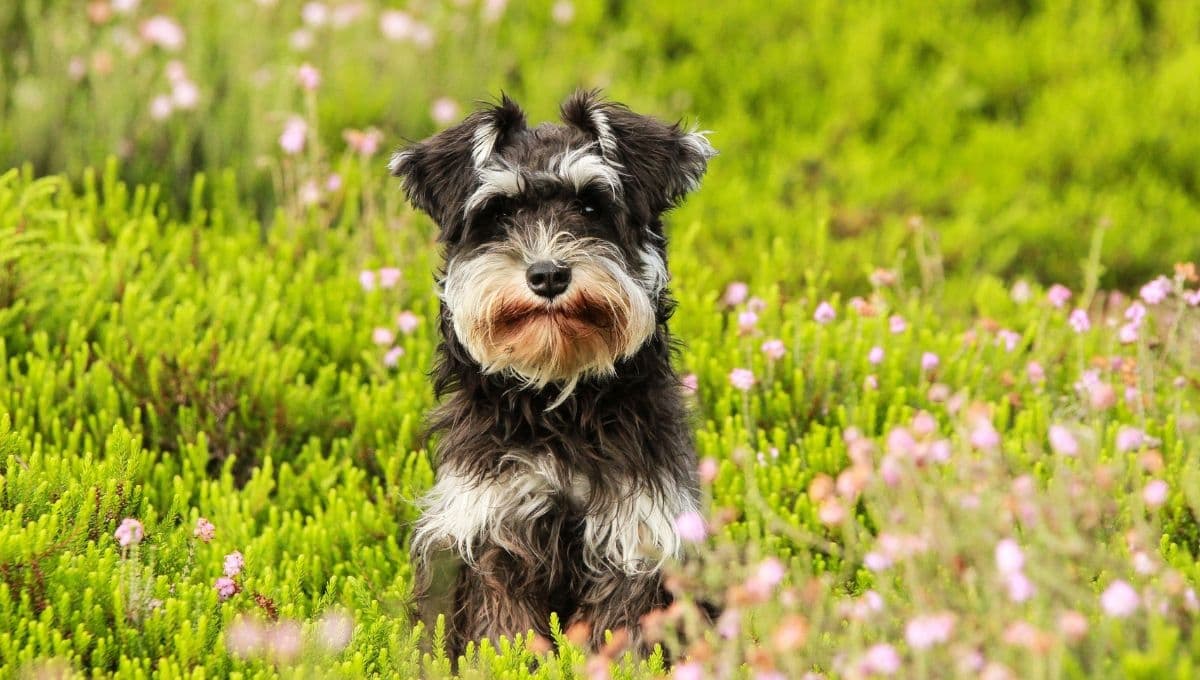 Si tienes una perrita Schnauzer, estos son los mejores nombres