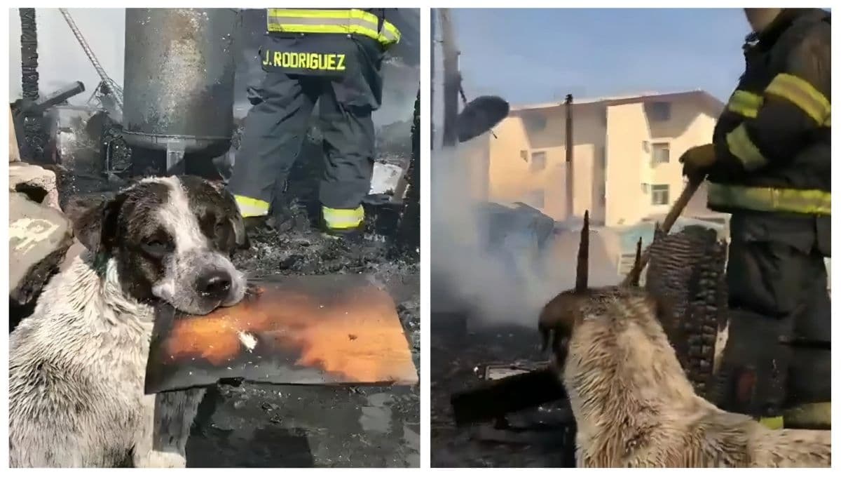 La historia conmovedora del perro Manchas que perdió su casa en un incendio