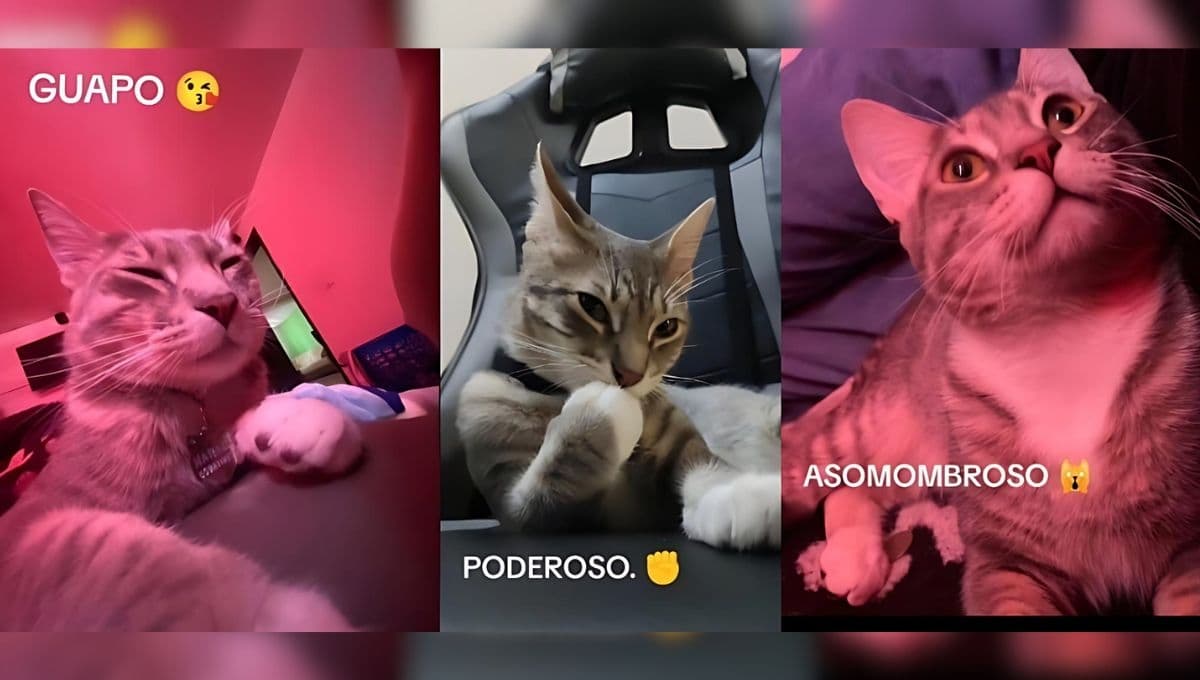 Cómo hacer el trend de "guapo, poderoso, asombroso" con mi gato o perro