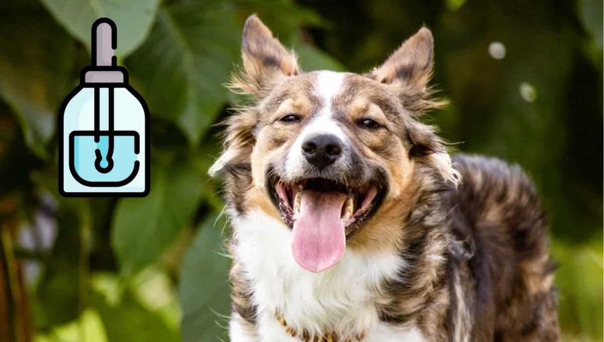 El suero de emergencia si tu perro tiene un golpe de calor
