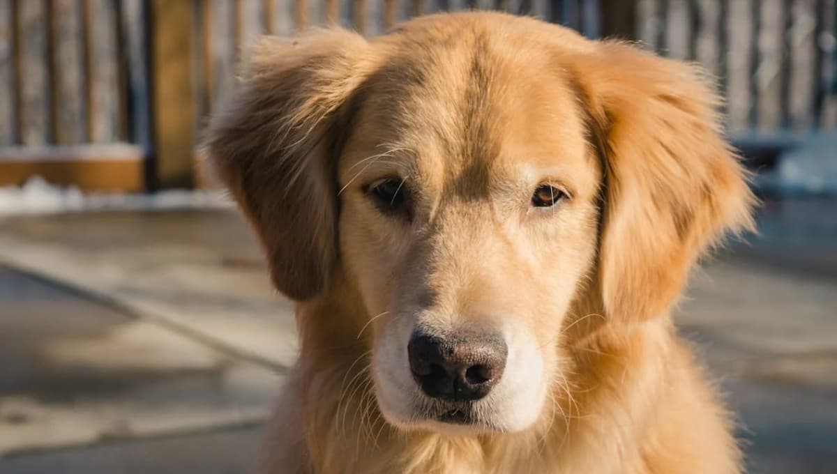 Mi perro tiene la nariz seca y está decaído: remedios y causas