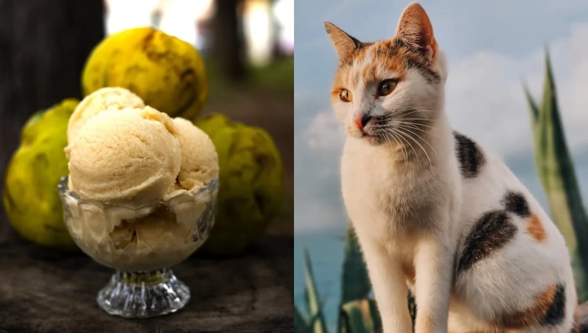 ¿Qué pasa si mi gato come helado de vainilla?