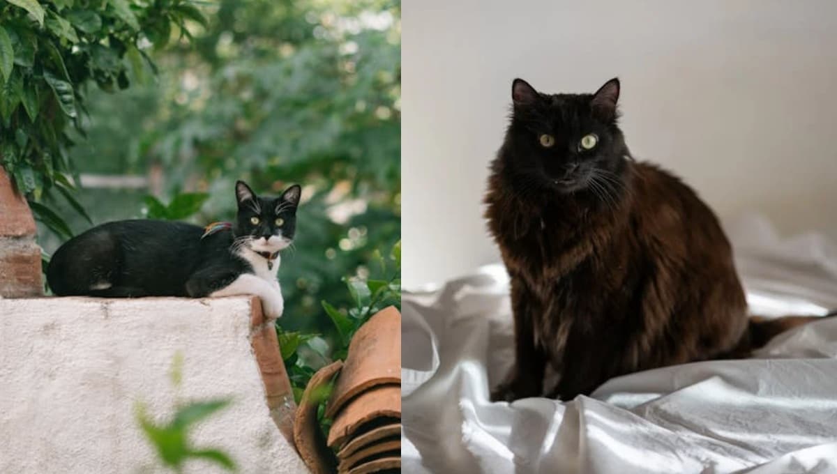Nombres para gatitas negras en japonés con su significado