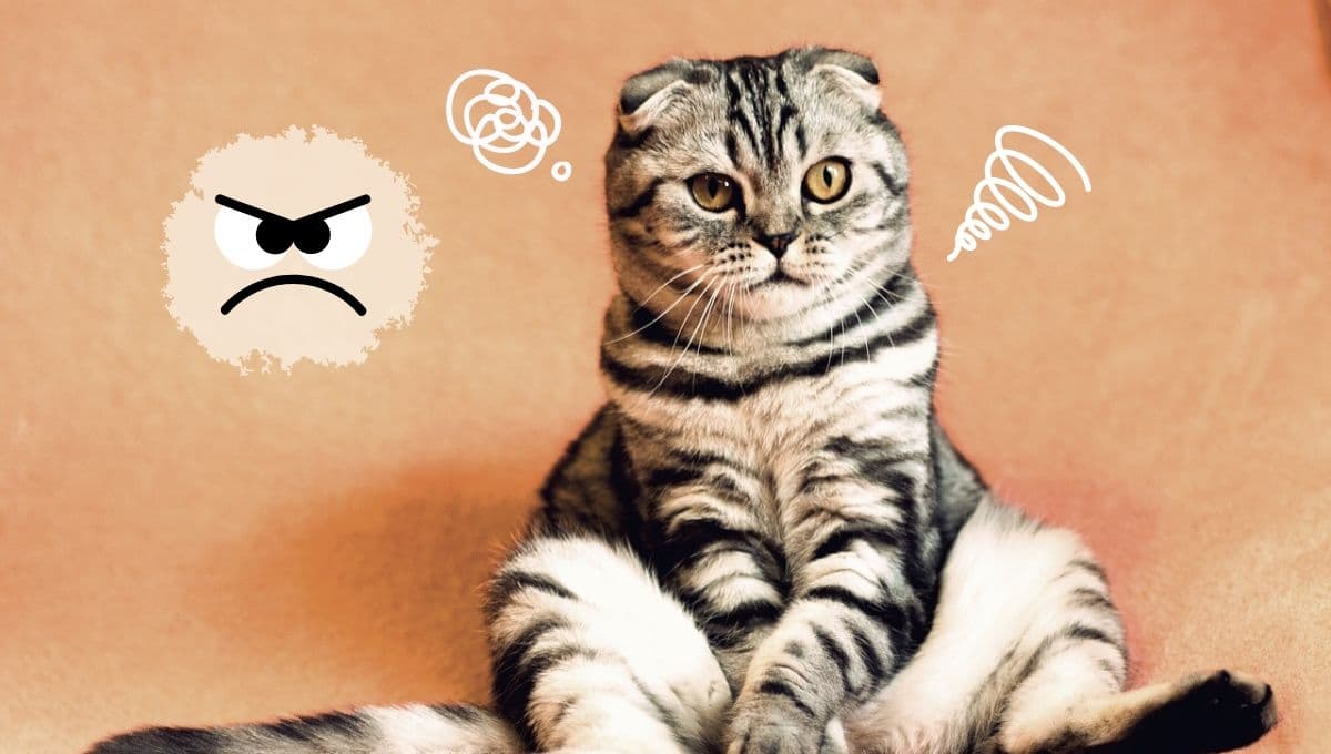¿Qué significa que mi gato me muerde cuando lo acaricio y por qué hay que poner atención?