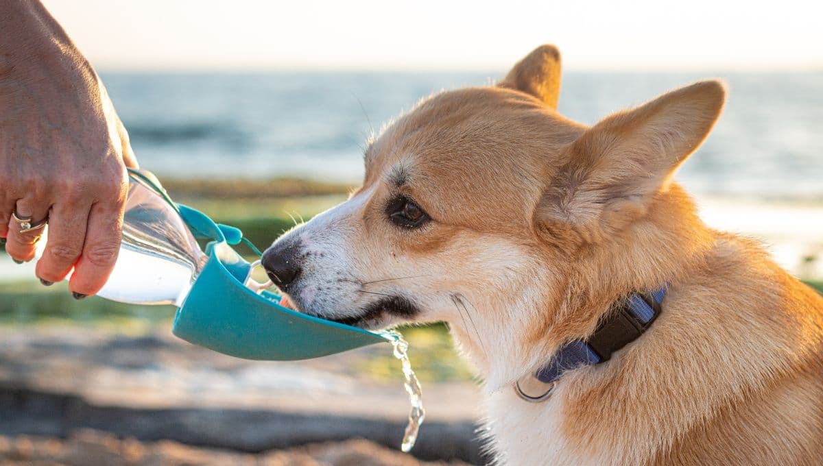 Bebidas que puedes darle a tu perro para mantenerlo hidratado