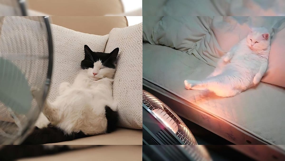 6 memes de gatitos con calor para sobrevivir la tercera ola de calor en México