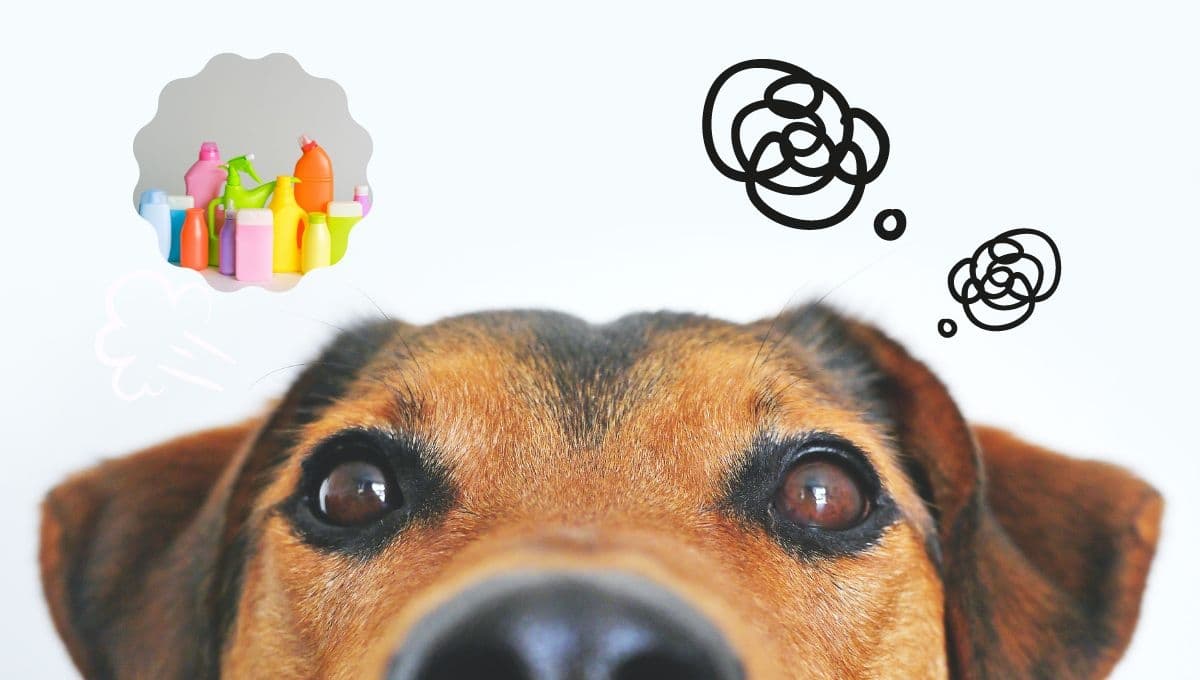El TRUCO para sacar manchas de orina de perro en cerámica fácil
