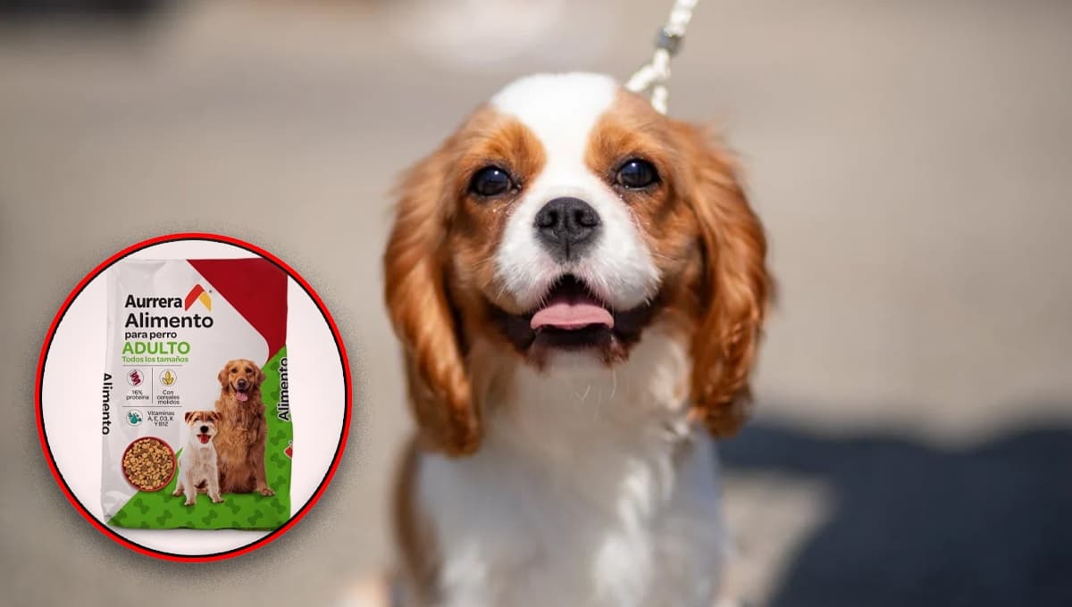 Bulto de alimento para perro de Bodega Aurrera: cuánto cuesta y qué tan bueno es según Profeco