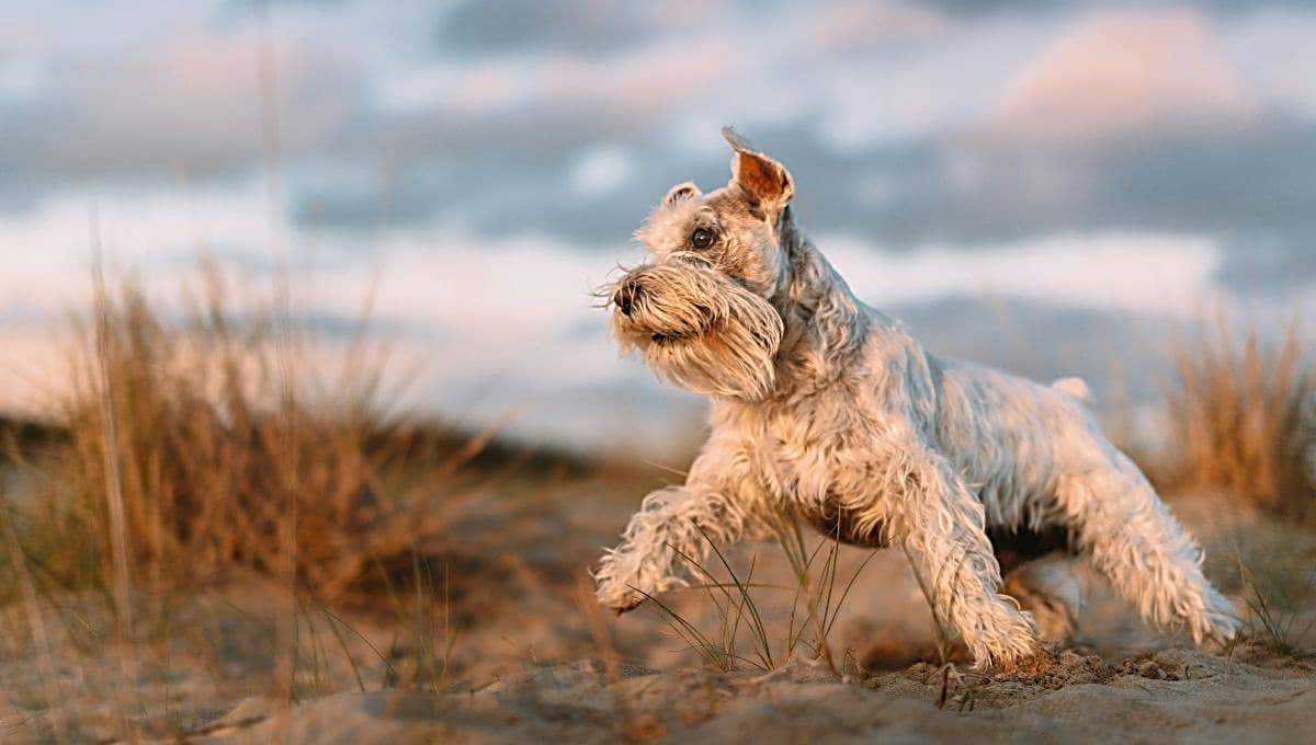 ¿Los perros Schnauzer son cazadores?