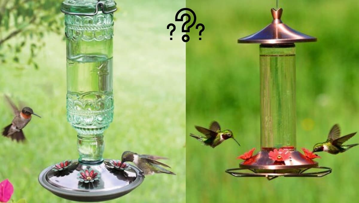 ¿Los bebederos para colibríes son MALOS o buenos?