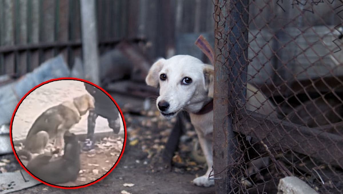 Creyó que nadie lo veía, pero lo que le hizo a estos perros SORPRENDIÓ a todos | VIDEO