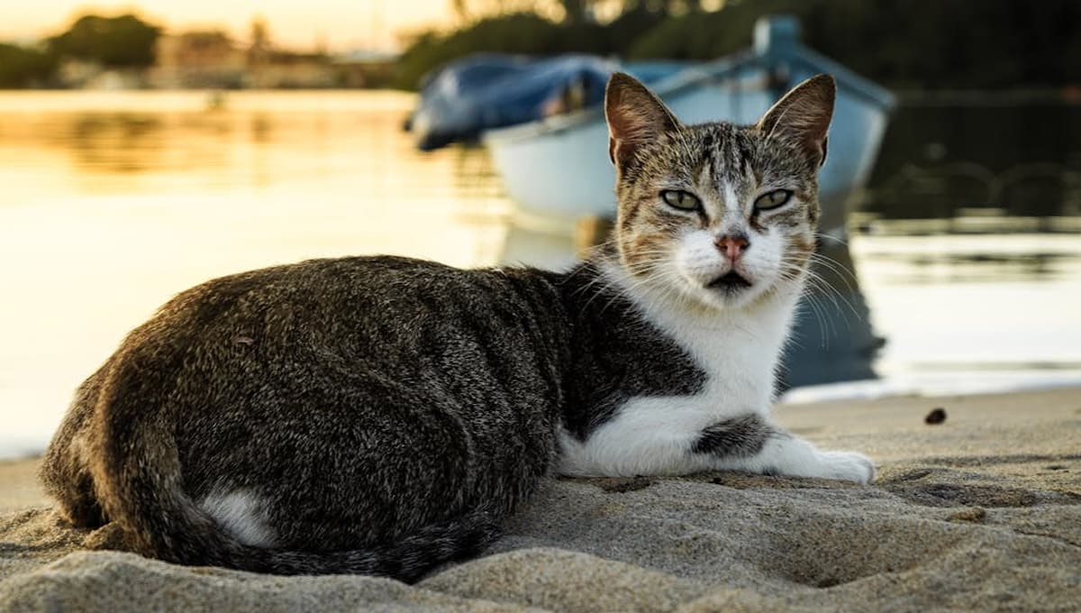 ¿Puedo mojar a mi gato si tiene calor?
