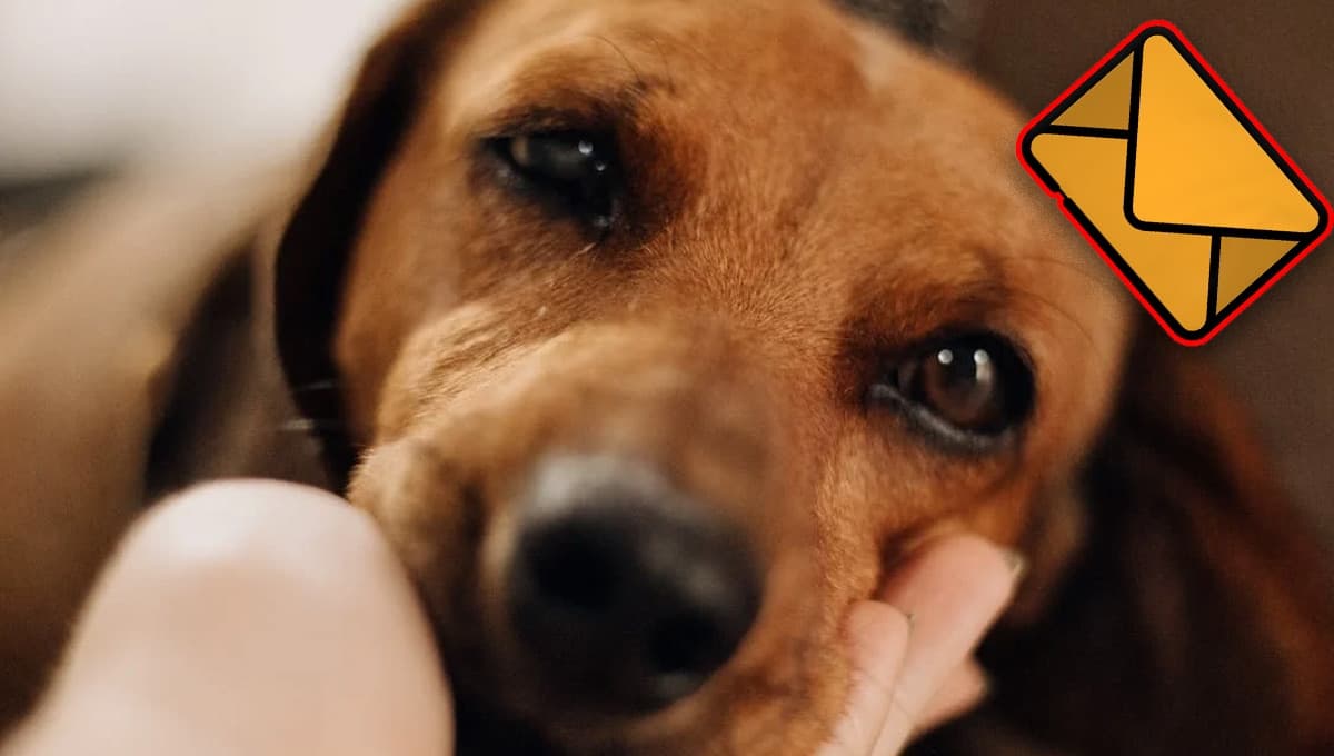 No llores por mí: Carta de un perro a su amo para despedirse