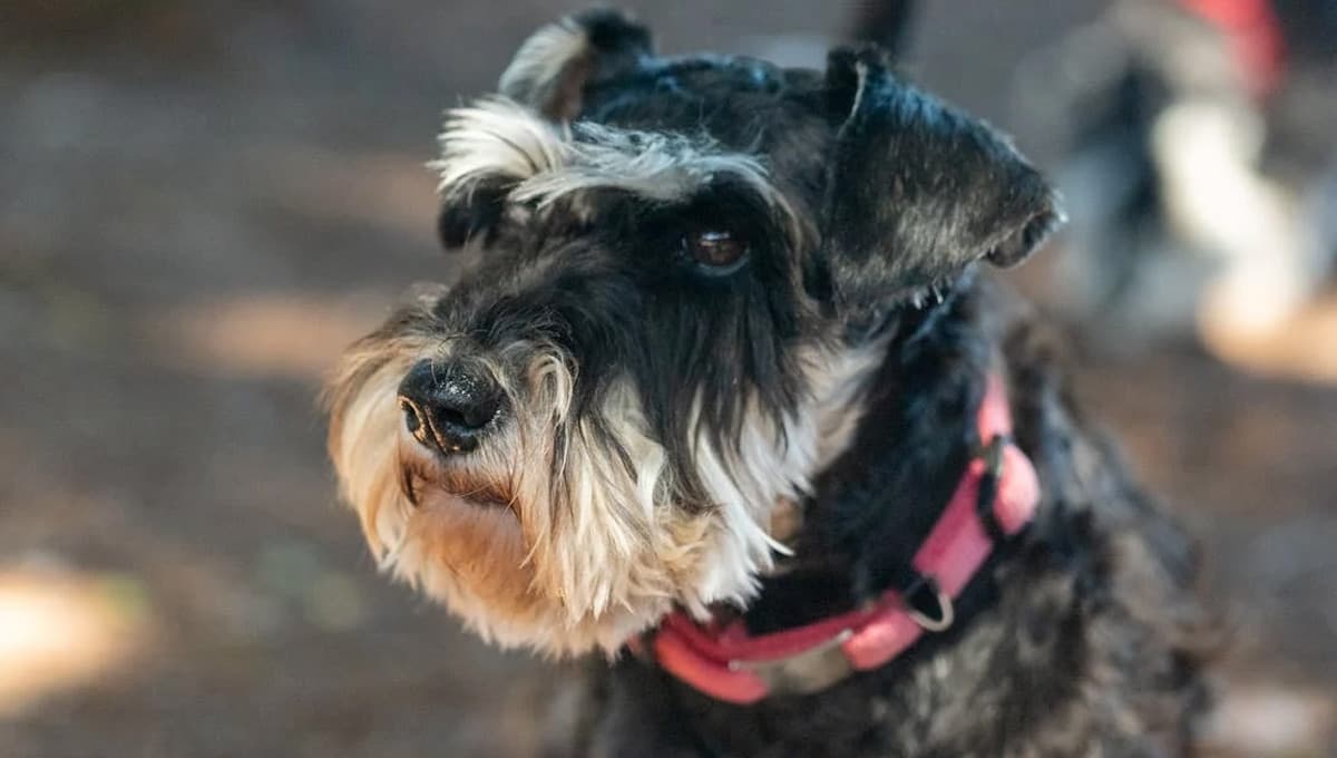 Tabla de edad de los perros Schnauzer: equivalencias en años humanos