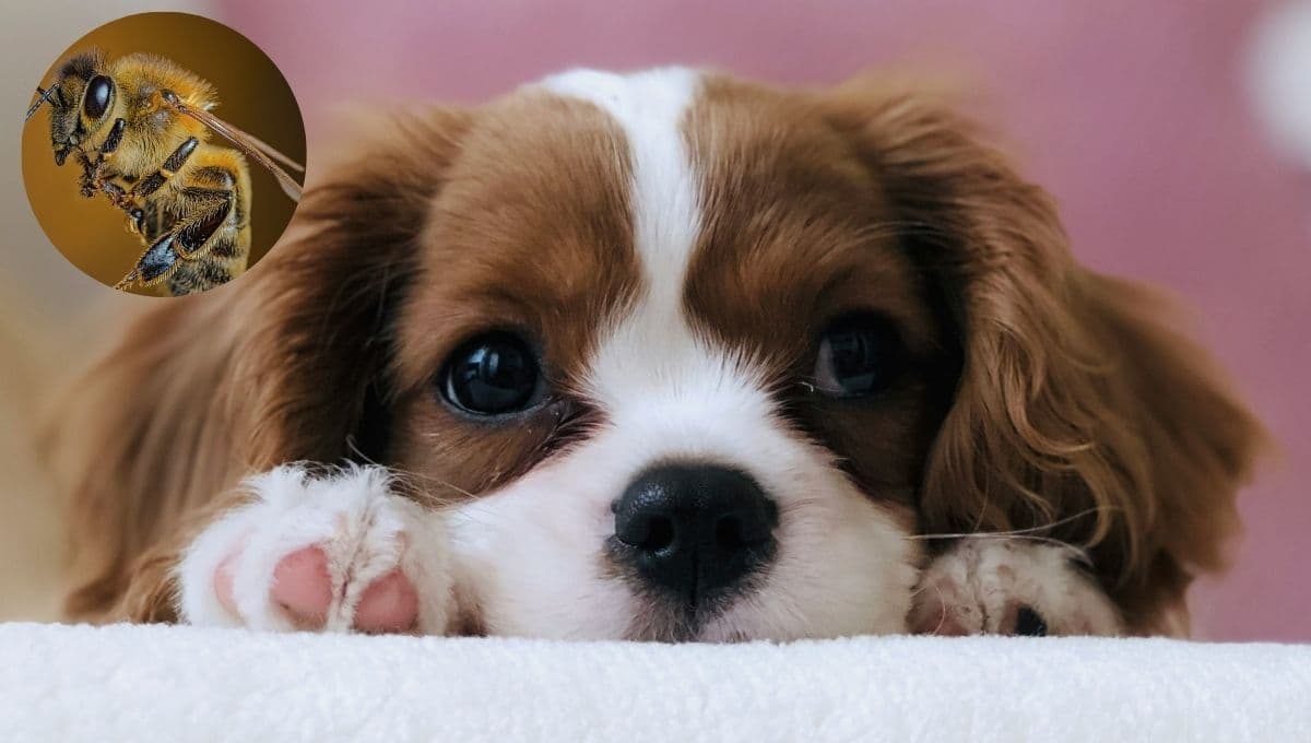 ¿Qué hago si mi perro se come una abeja?