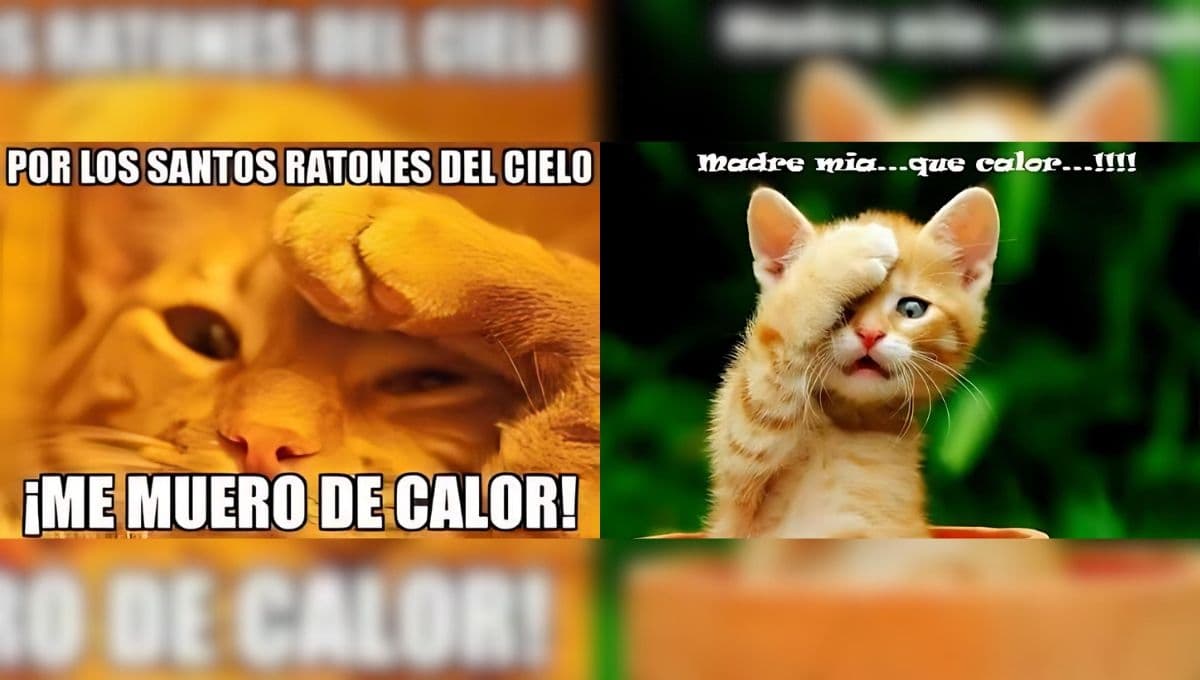 6 memes de gatitos sudorosos que ya no soportan el calor en CDMX