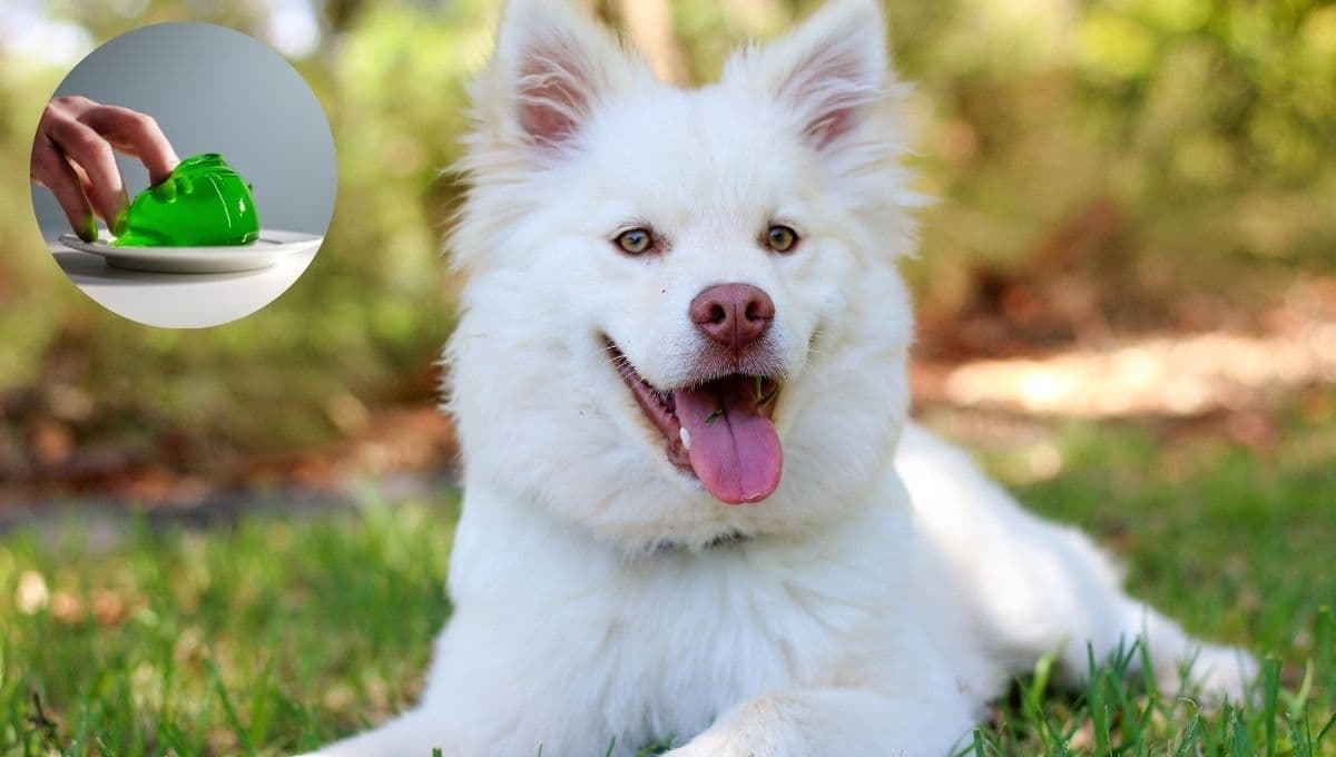 ¿Cómo hacerle gelatinas a tu perro para cuidar su piel y huesos?
