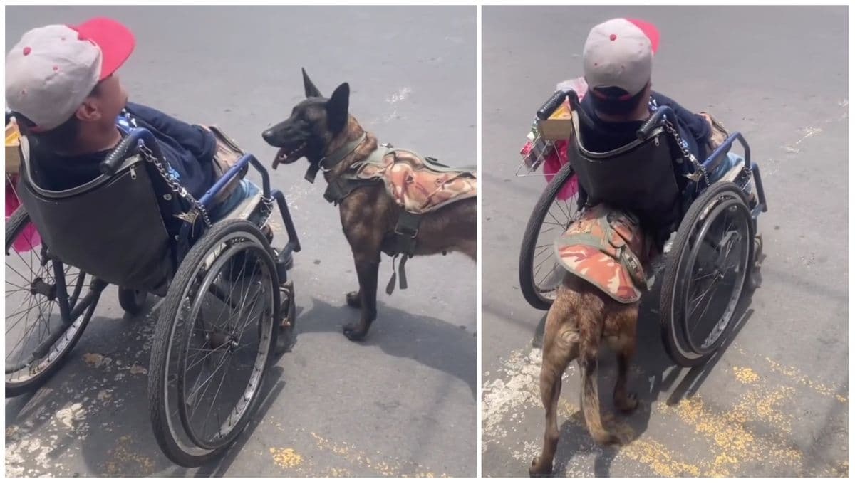 Perrito se gana el amor de todos por ayudar a su dueño en silla de ruedas