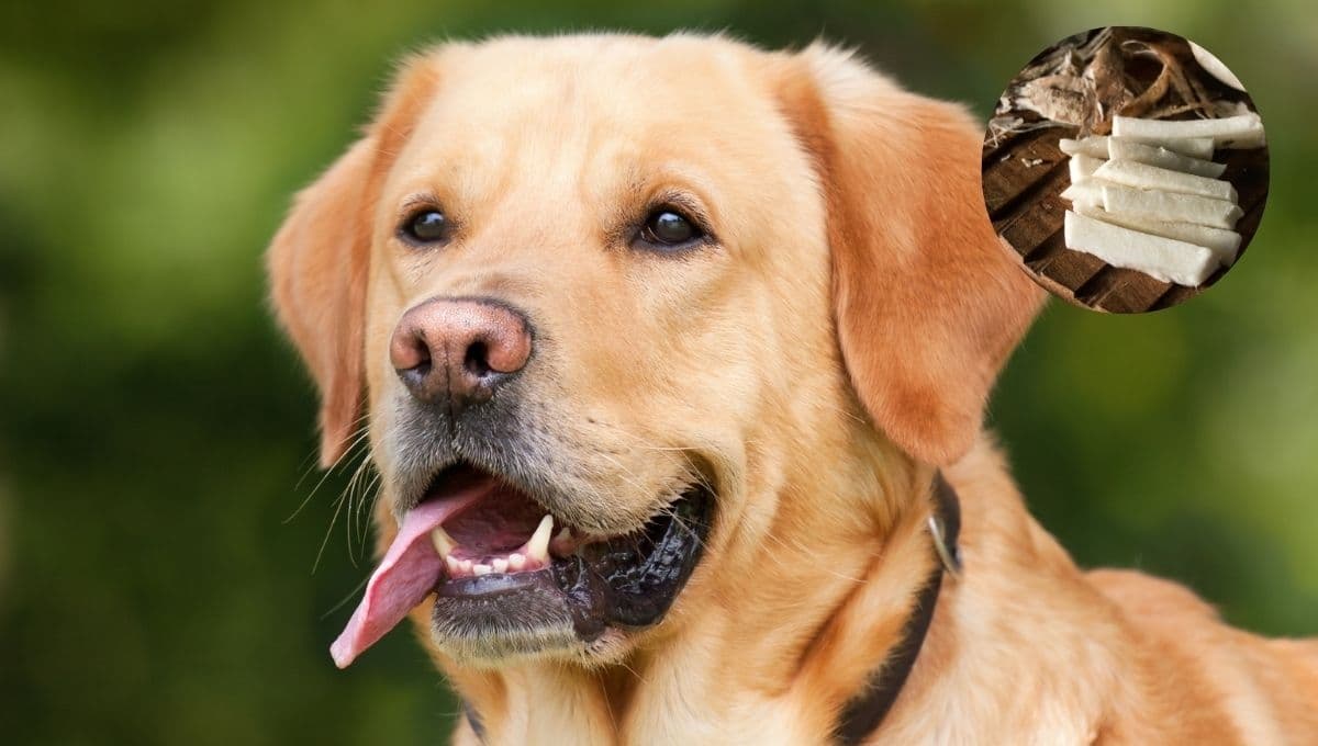 ¿Mi perro puede comer jícama?