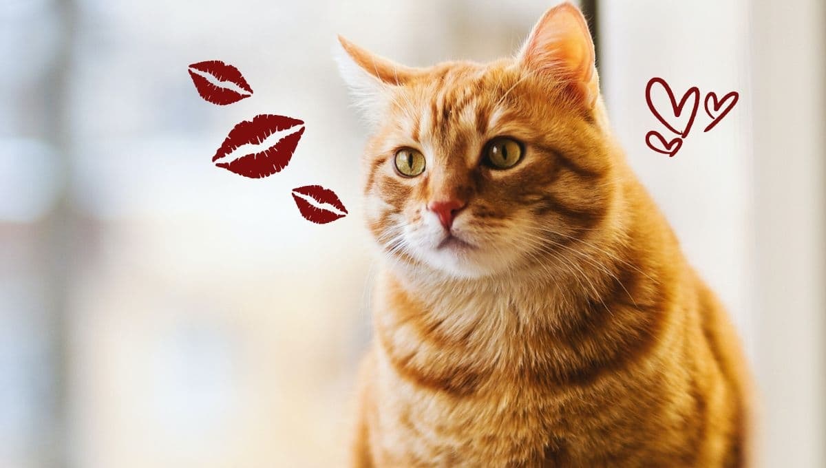 5 FOTOS de gatos tiernos y graciosos para compartir en WhatsApp