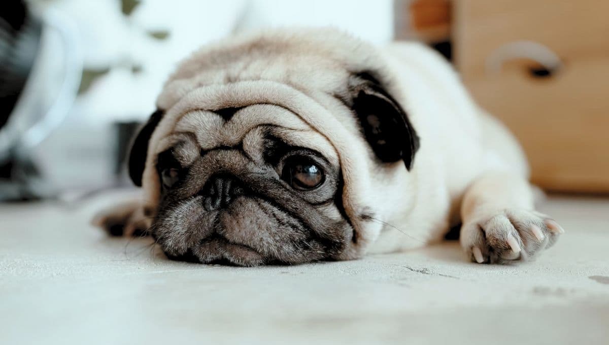 ¿Cómo ayudar a tu perrito si tiene ansiedad o depresión?