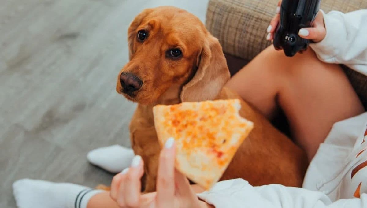 Los efectos que tiene tu perro si le das comida chatarra