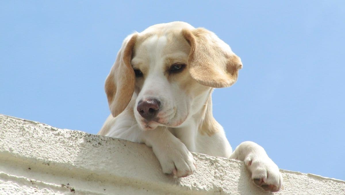 La multa que debes pagar si tienes a tu perro en la azotea