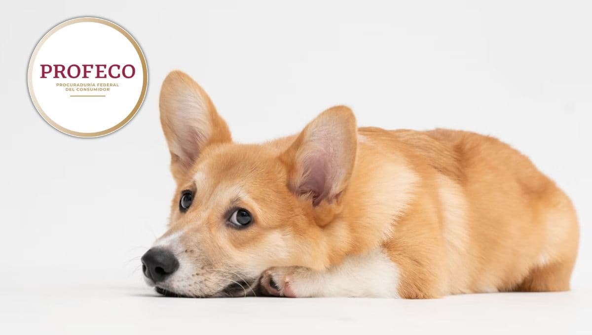 Las croquetas para perro que no cumplen con lo que prometen, según Profeco