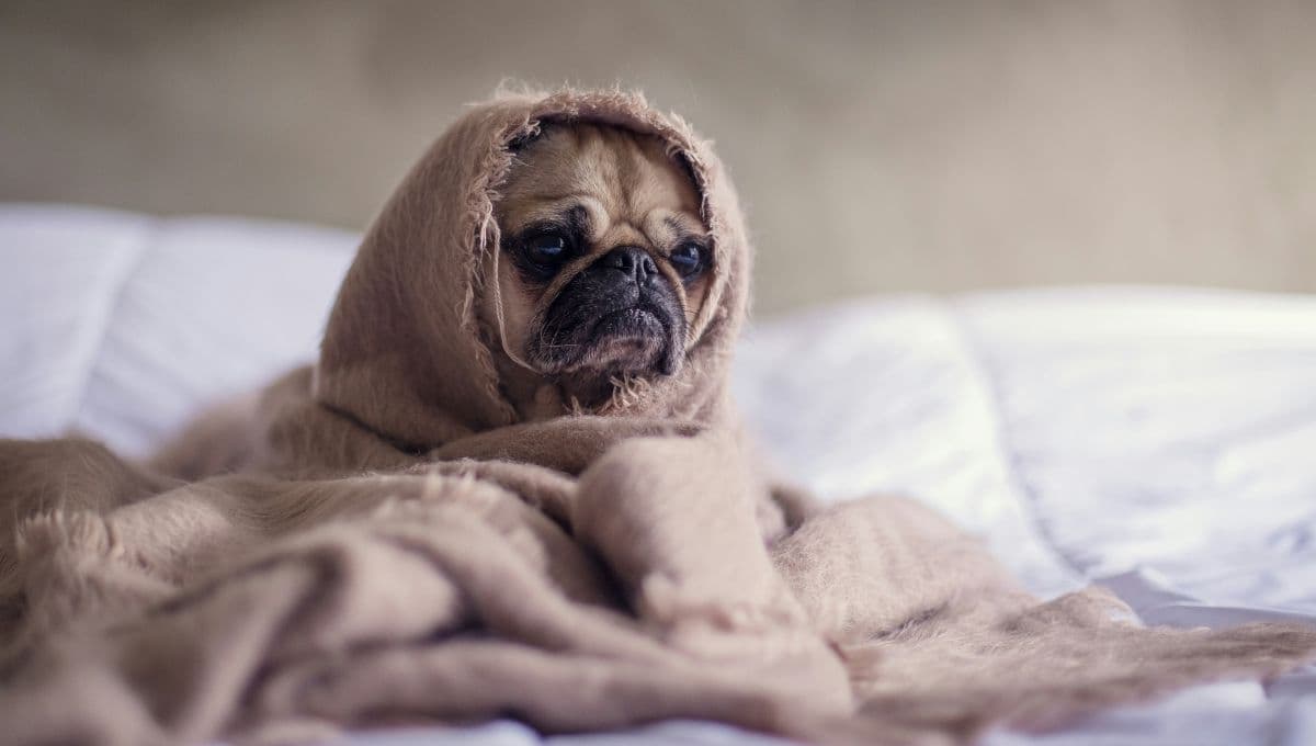 ¿Por qué mi perro tose como si tuviera algo atorado?