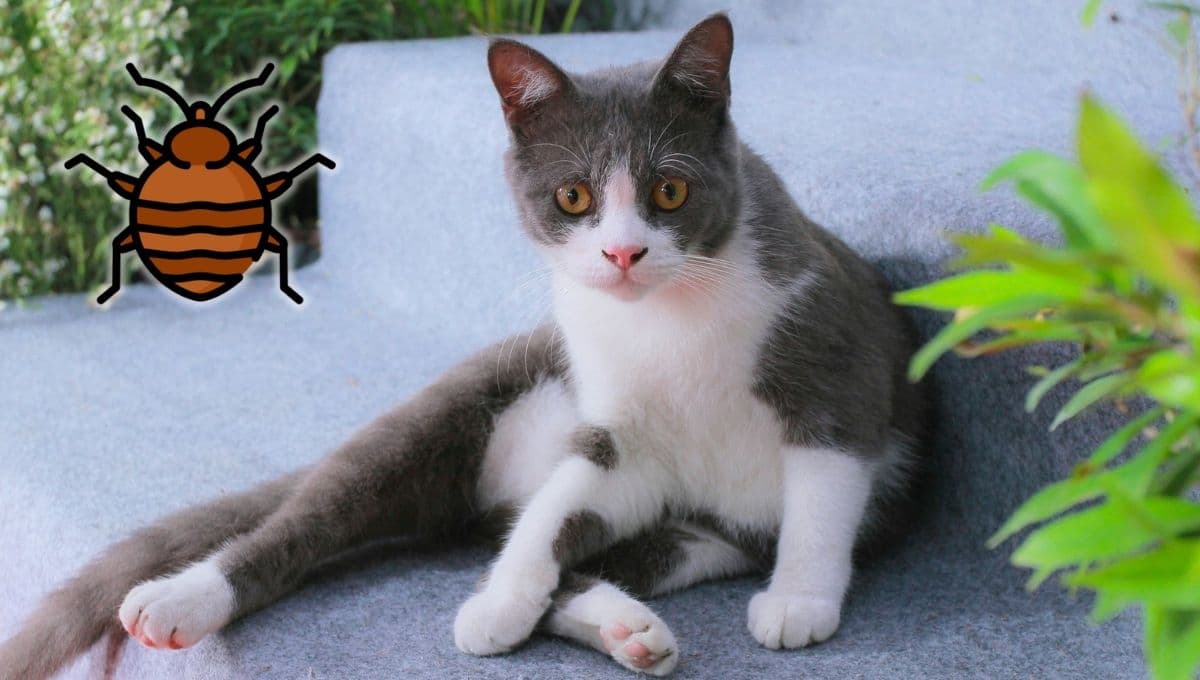 El truco para quitarle las pulgas a tu gato sin lastimarlo
