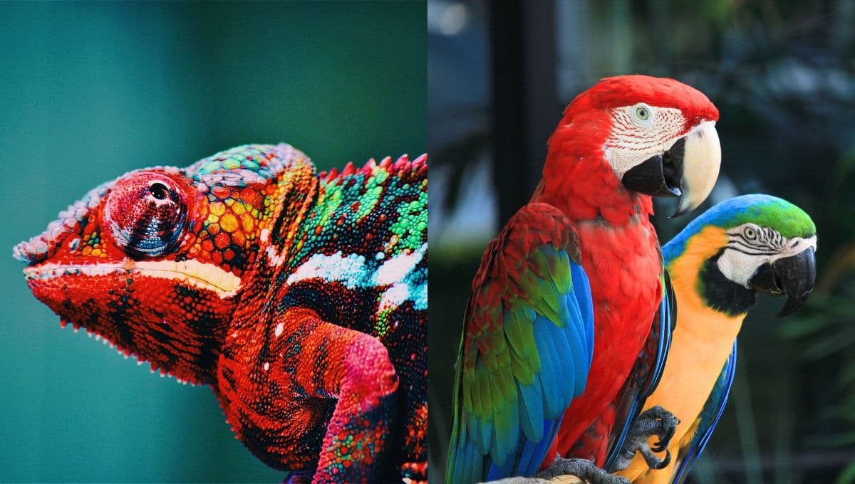 ¿Cuánto cuesta la entrada a Animalia, la exposición de animales exóticos en CDMX?