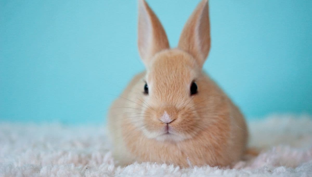 ¿Por qué mi conejo da vueltas alrededor de mí?